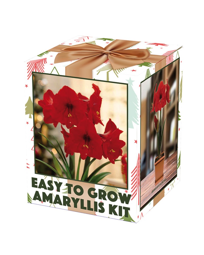 Amaryllis Red Lion in Box Kit