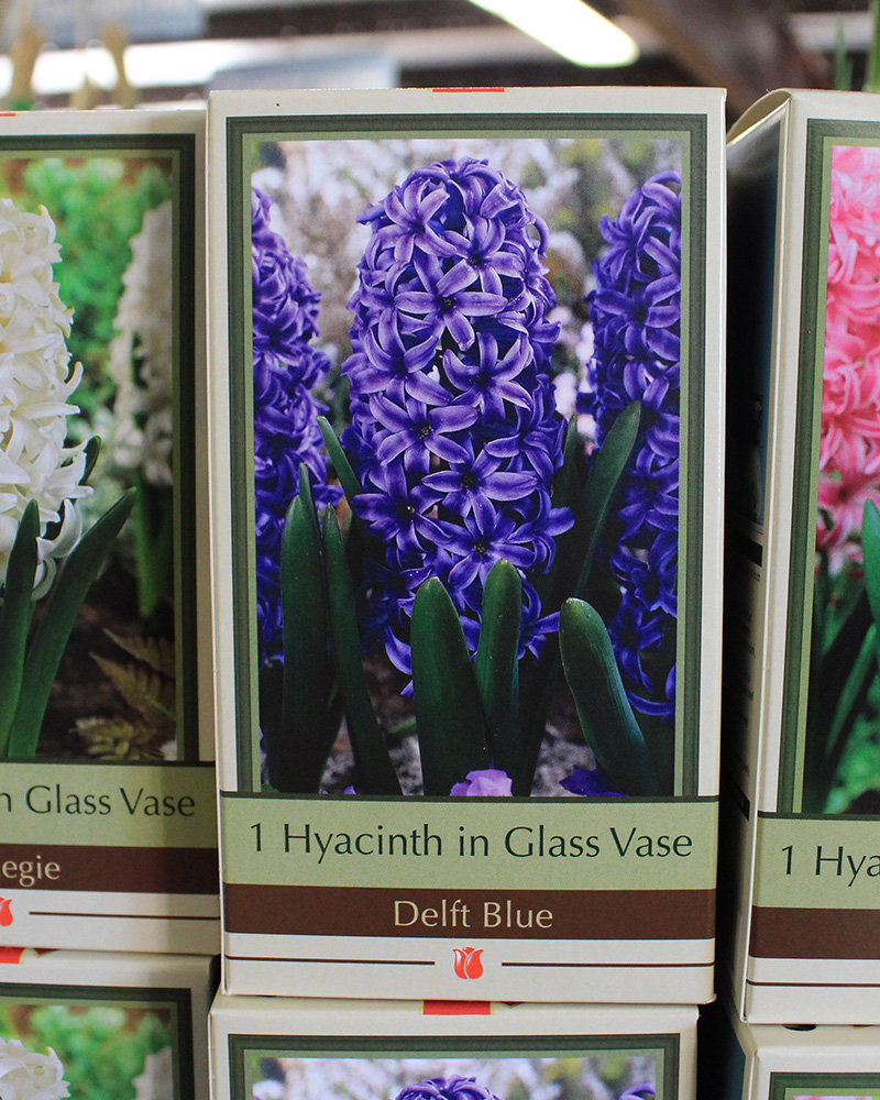 Hyacinth in Glass Vase