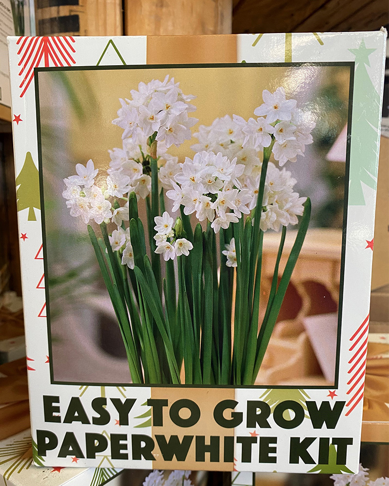 Easy to Grow Paperwhite Kit