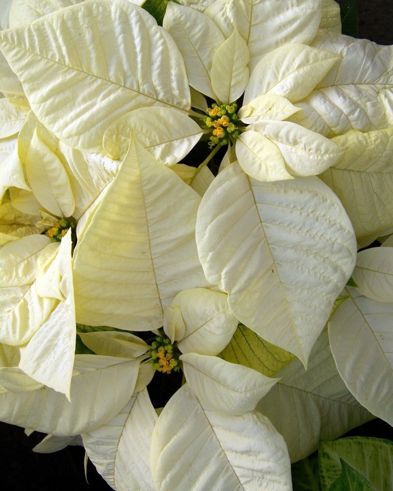 White Poinsettia 4.5"