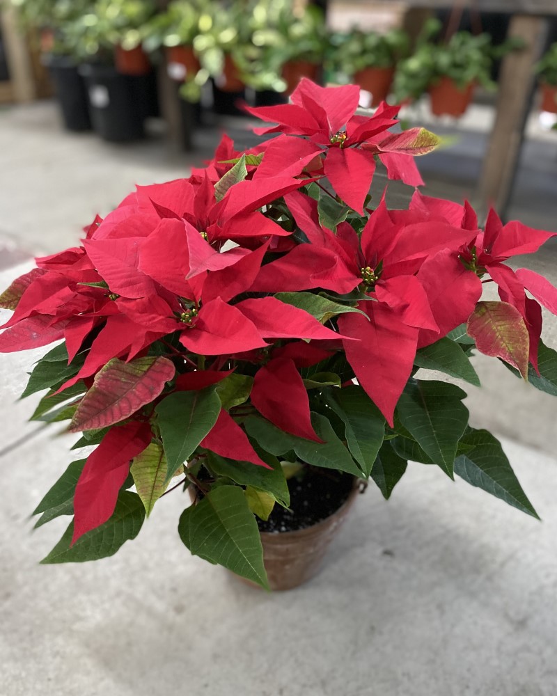 Red Poinsettia in Clay Pot 8"