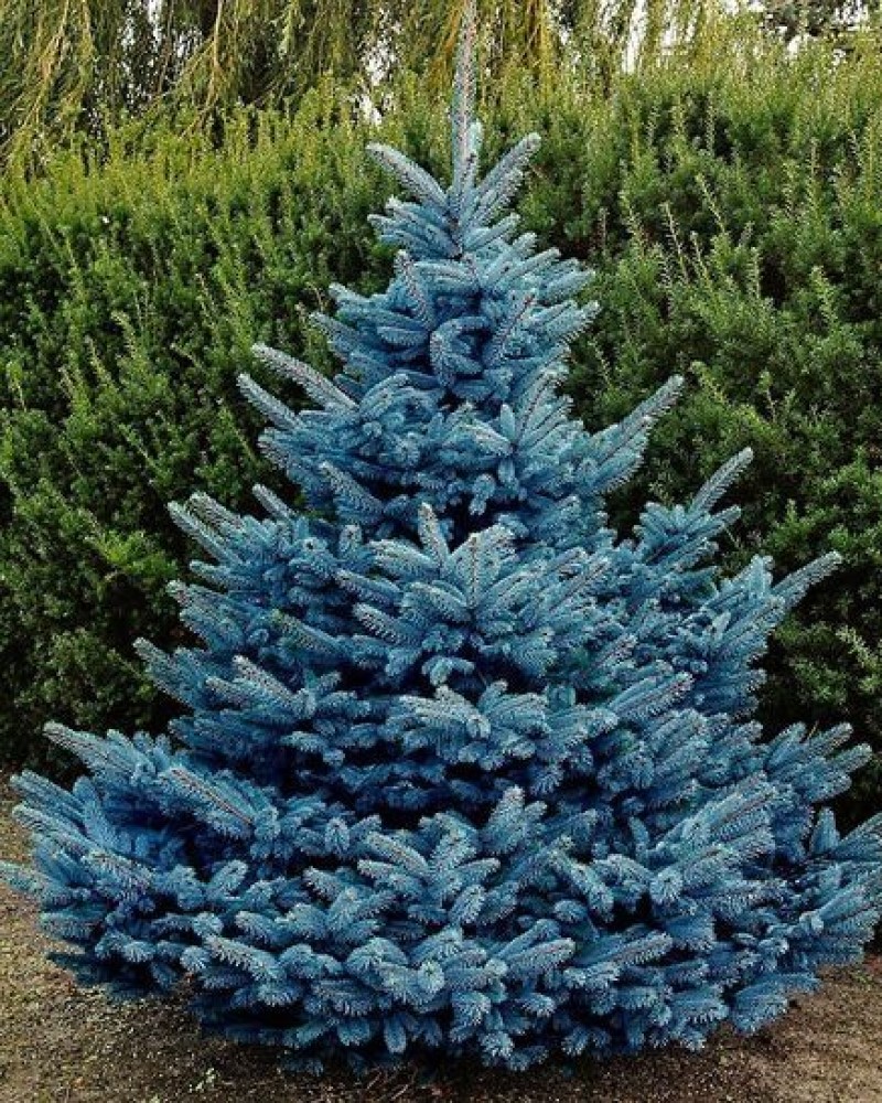 Baby Blue Spruce Living Christmas Tree #10<br><i>Picea pungens 'Baby Blue'</br></i>