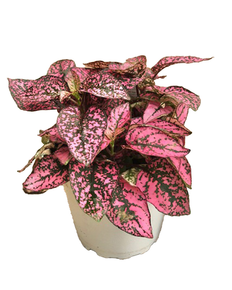 Hypoestes Rose Splash 4"