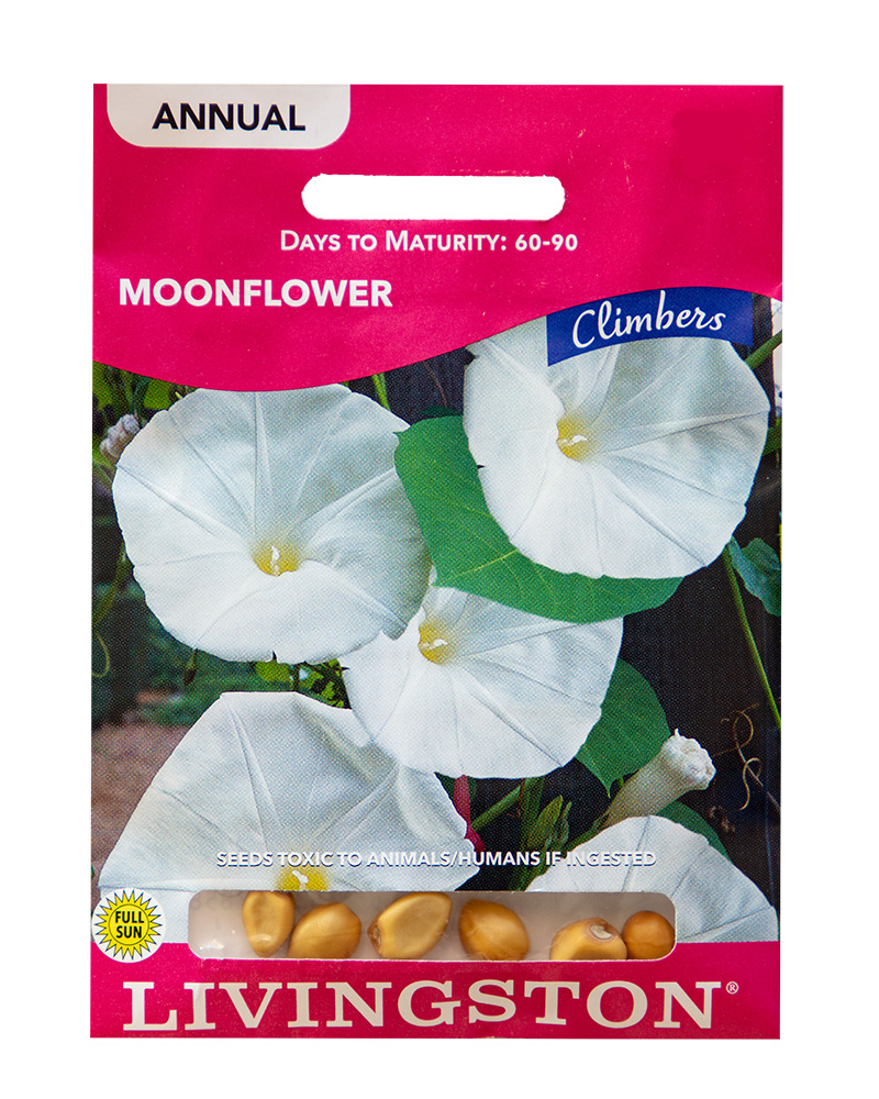 Moonflower