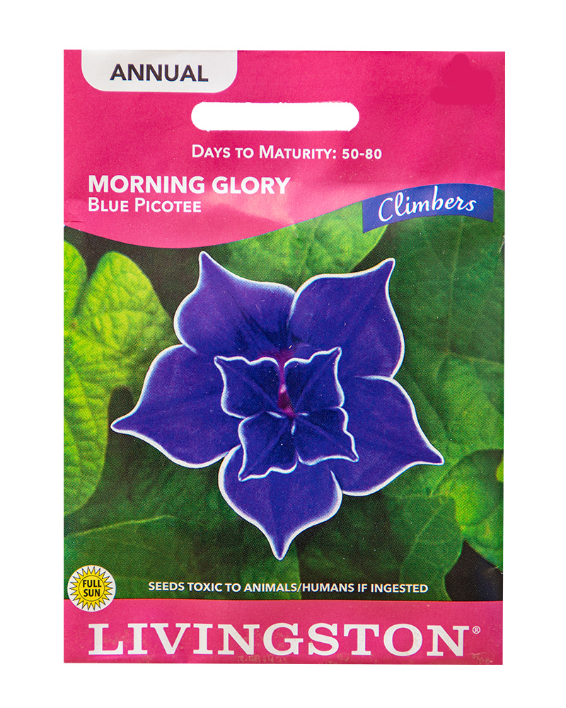 Morning Glory Blue Picotee