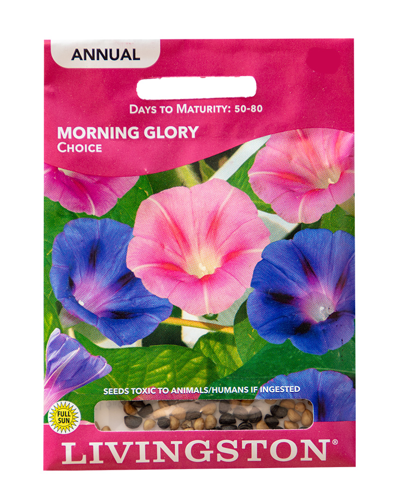 Morning Glory Choice