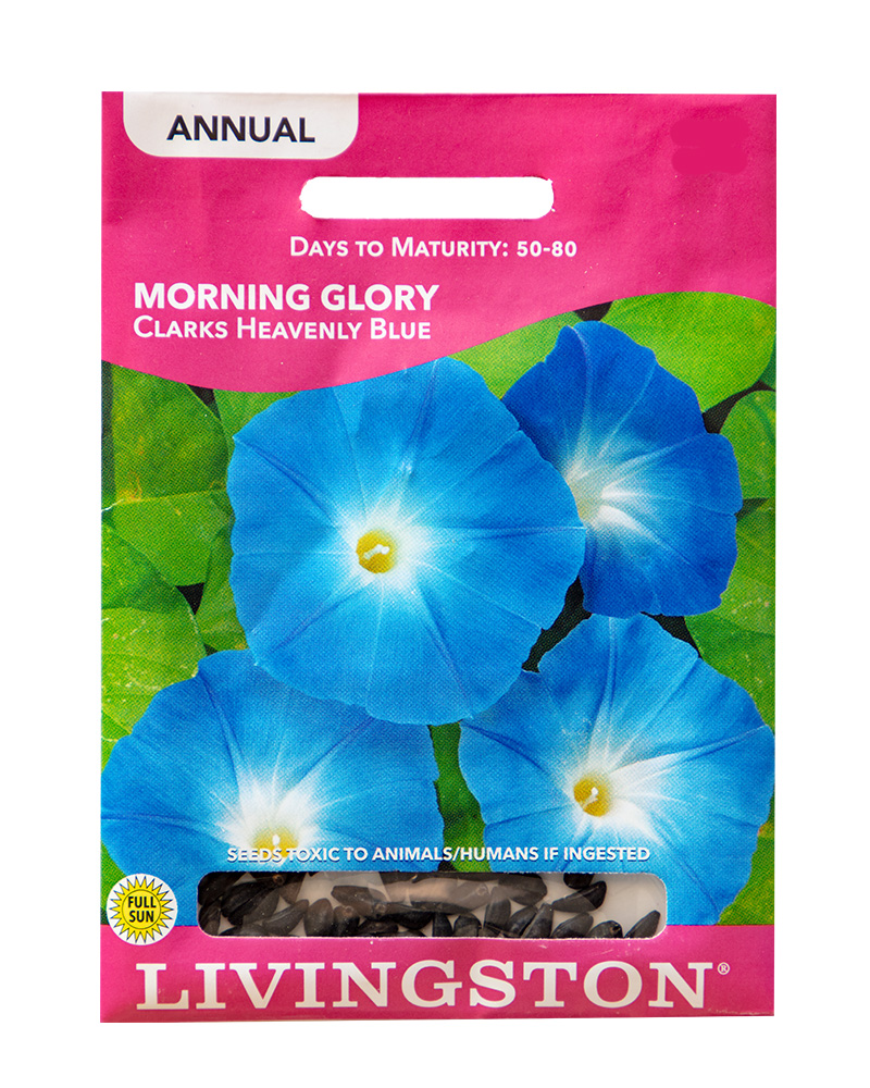 Morning Glory Clark's Heavenly Blue