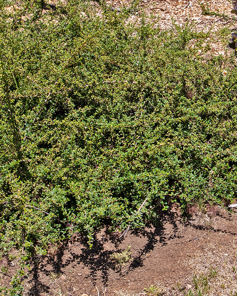 Coral Beauty Cotoneaster #5<br><i>Cotoneaster dammeri Coral Beauty</br></i>