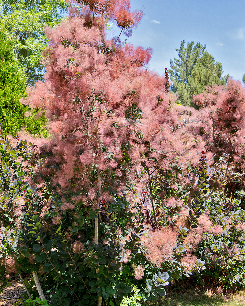 Royal Purple Smokebush #5<br><i>Cotinus coggygria Royal Purple</br></i>