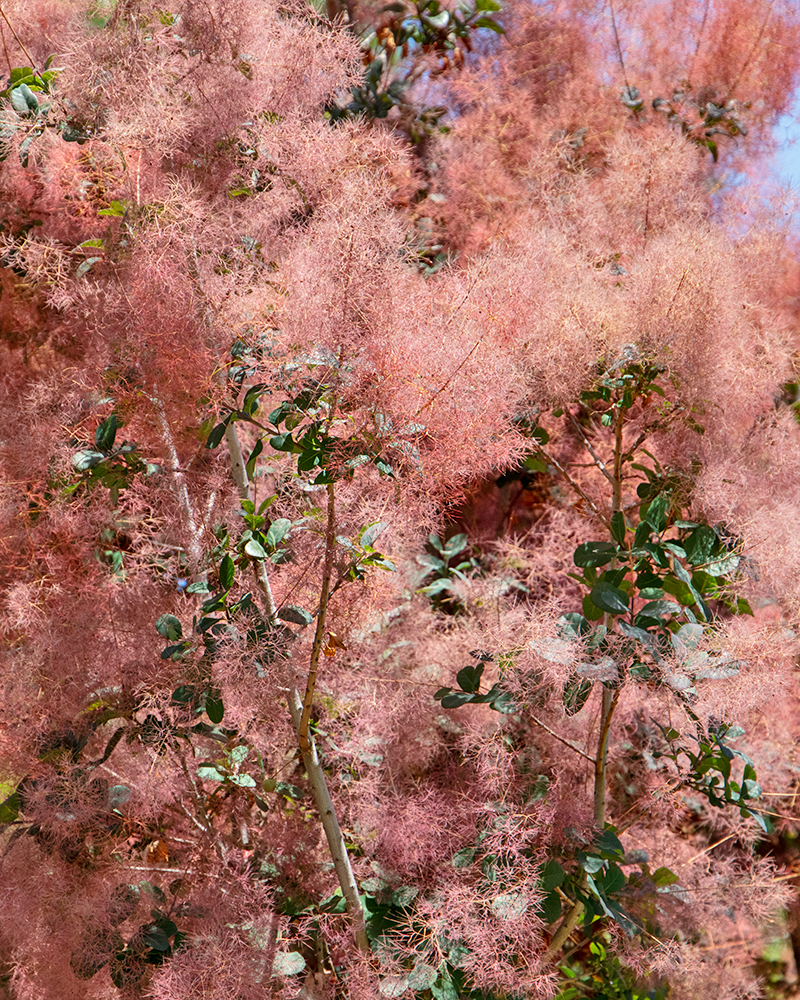 Royal Purple Smokebush #5<br><i>Cotinus coggygria Royal Purple</br></i>