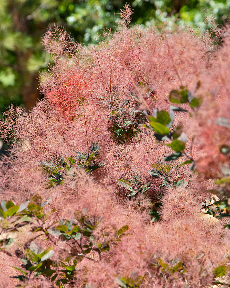 Royal Purple Smokebush #5<br><i>Cotinus coggygria Royal Purple</br></i>