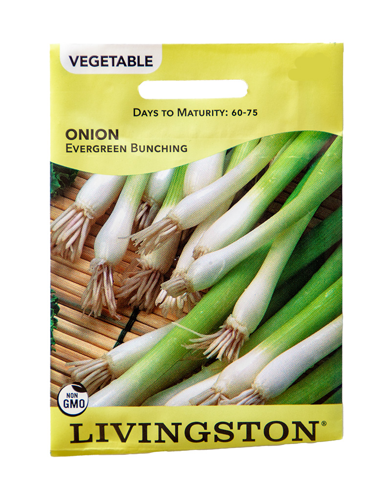 Onion Evergreen Bunching