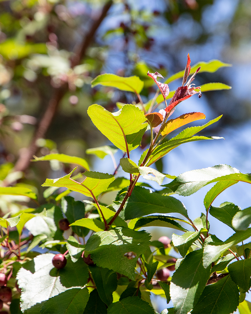 Prairifire Flowering Crabapple #15<br><i>Malus Prairifire</br></i>