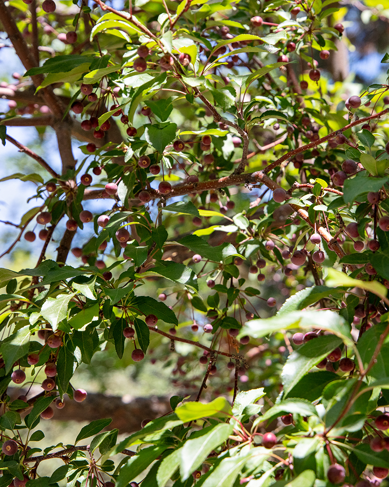 Prairifire Flowering Crabapple #15<br><i>Malus Prairifire</br></i>