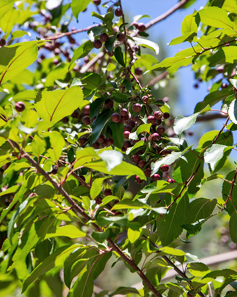 Prairifire Flowering Crabapple #15<br><i>Malus Prairifire</br></i>