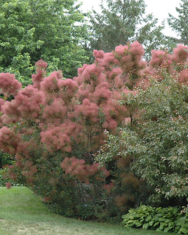 Royal Purple Smokebush #5<br><i>Cotinus coggygria Royal Purple</br></i>