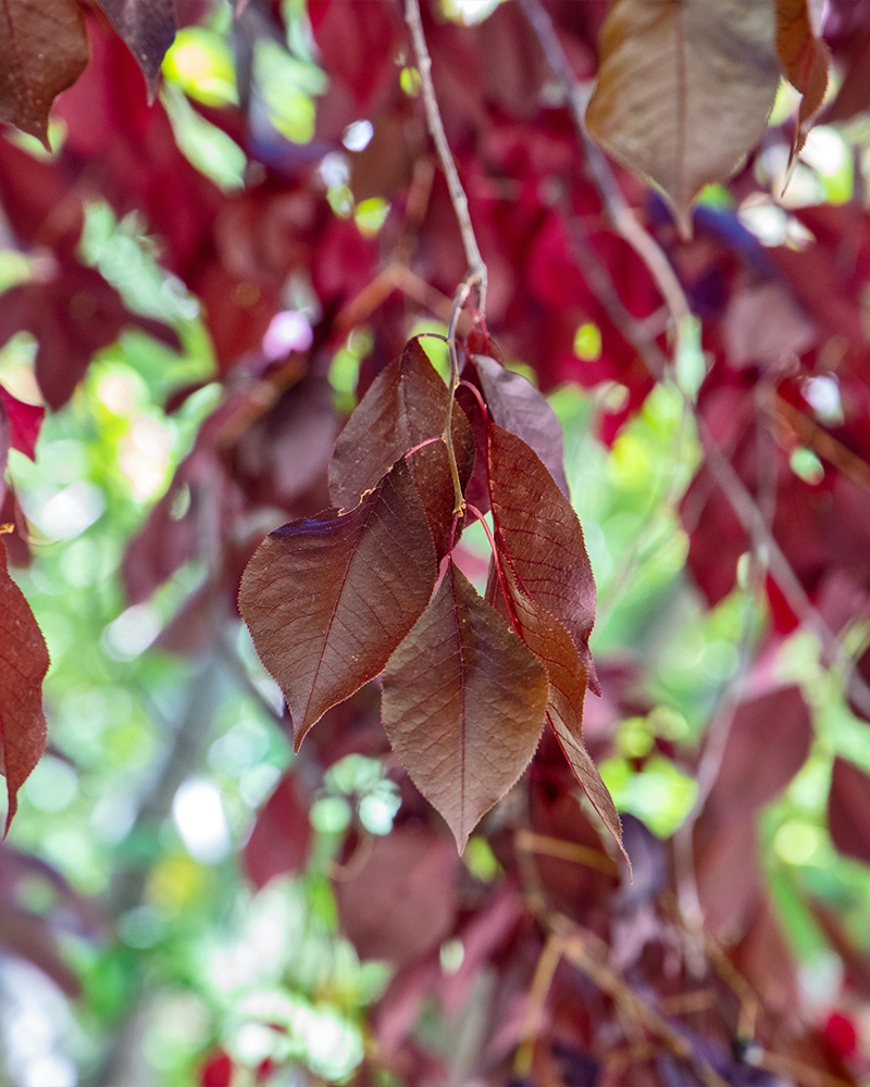 Krauter Vesuvius Plum #15<br><i>Prunus cerasifera Krauter Vesuvius</br></i>