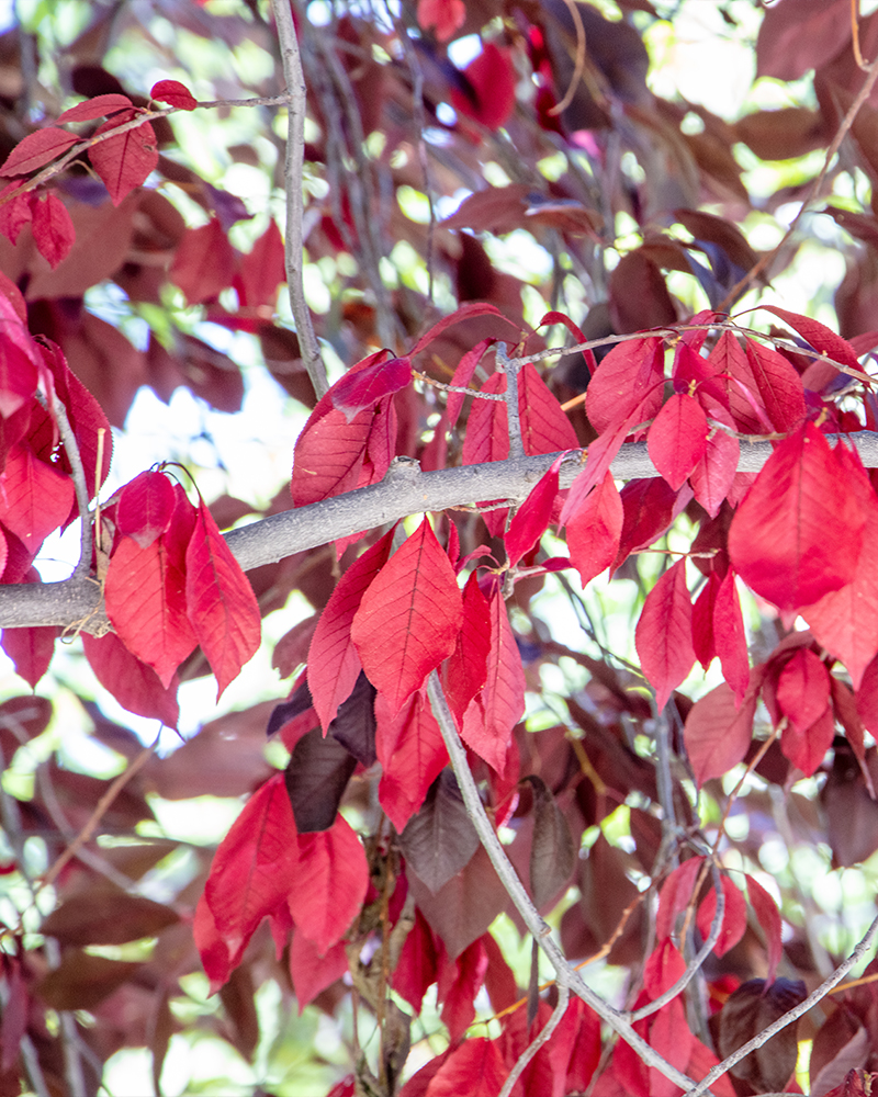 Krauter Vesuvius Plum #15<br><i>Prunus cerasifera Krauter Vesuvius</br></i>