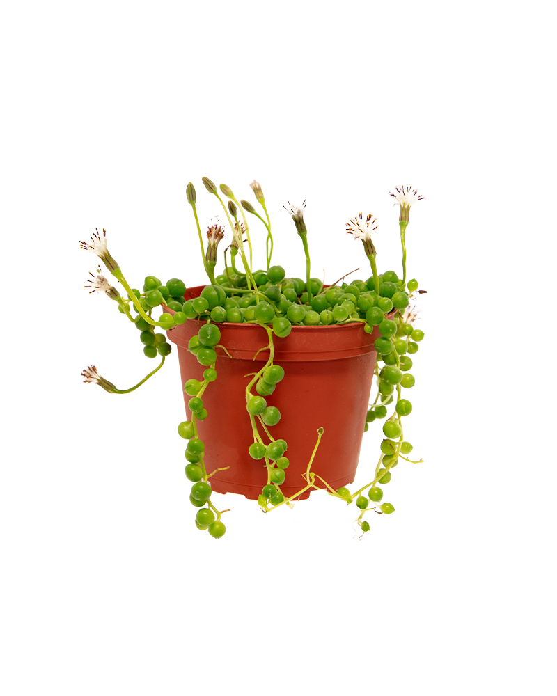 String of Pearls 4"