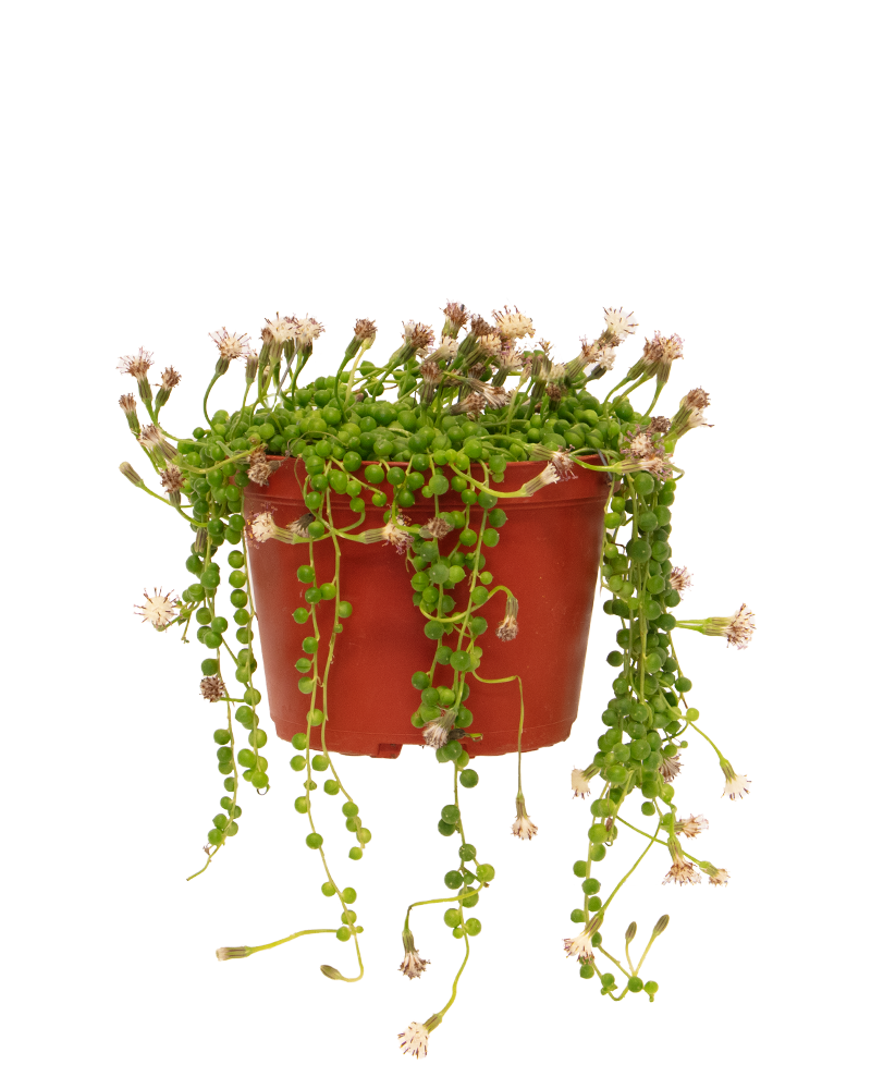 String of Pearls 6"