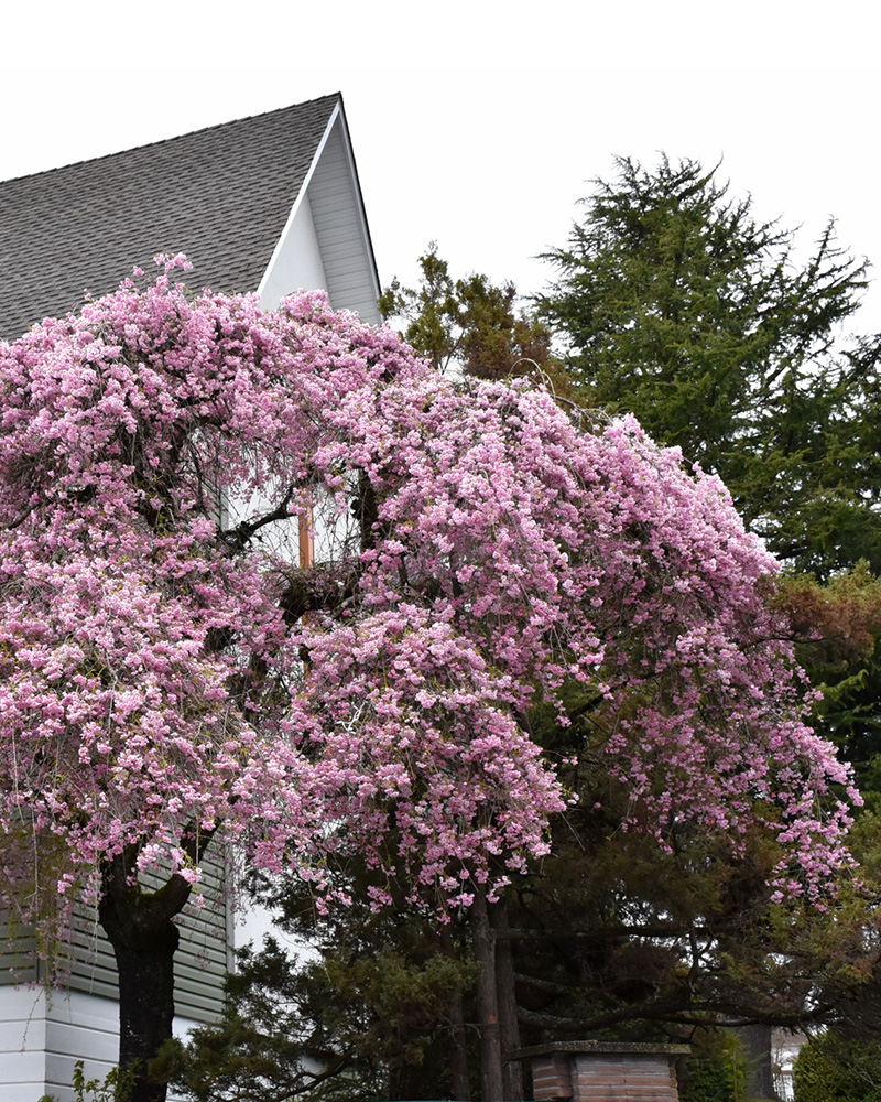 Double Pink Weeping Higan Cherry #15<br><i>Prunus subhirtella \'Pendula Plena Rosea\'</br></i>