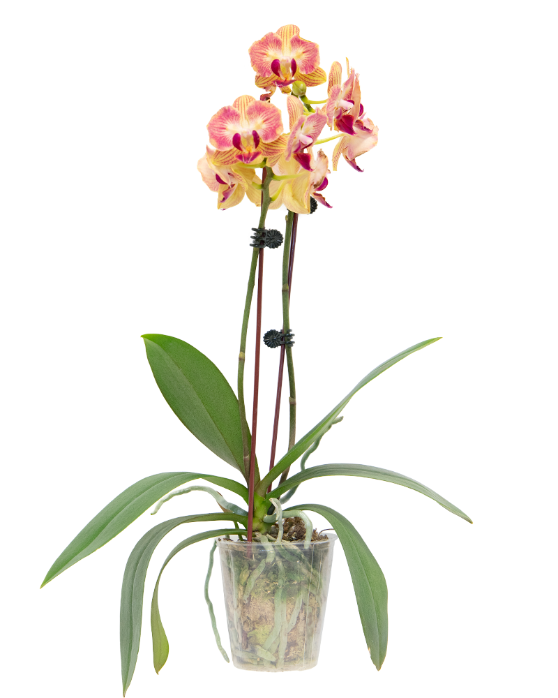 Orchid Phalaenopsis Double Spike 3"