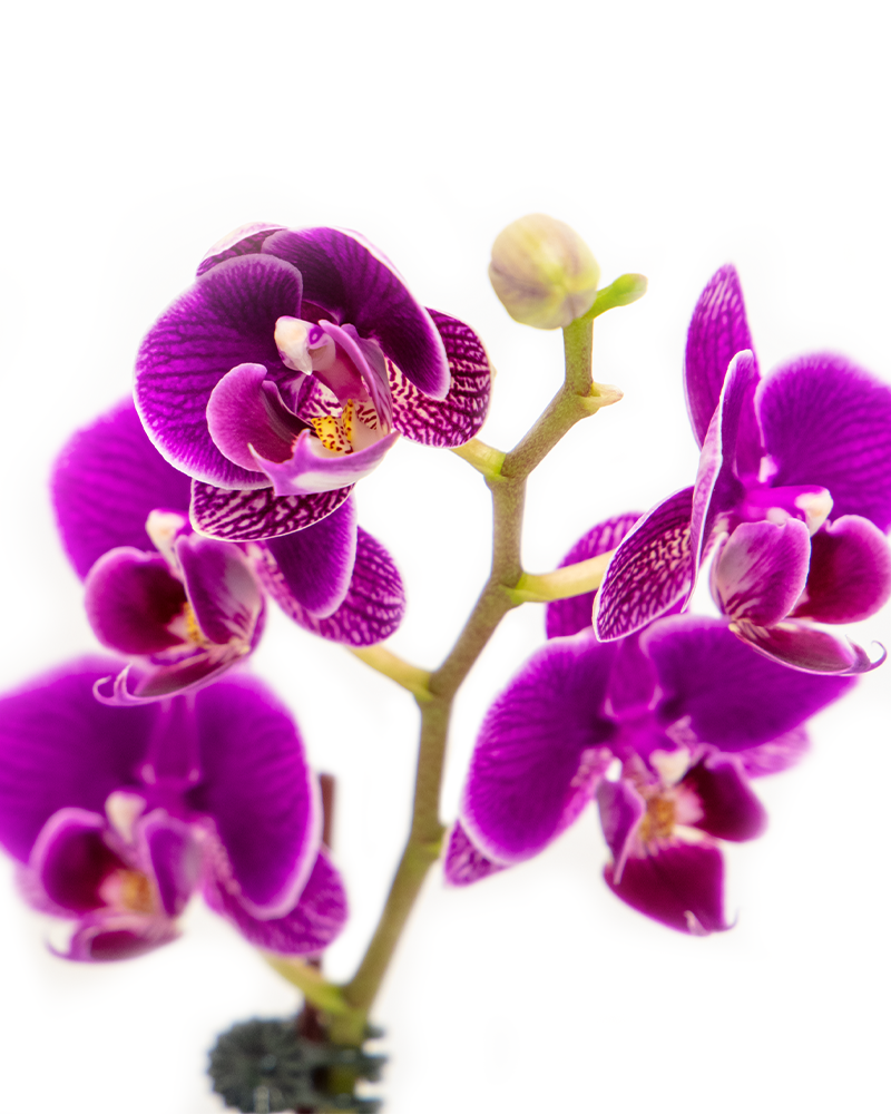 Orchid Phalaenopsis Double Spike 3\"