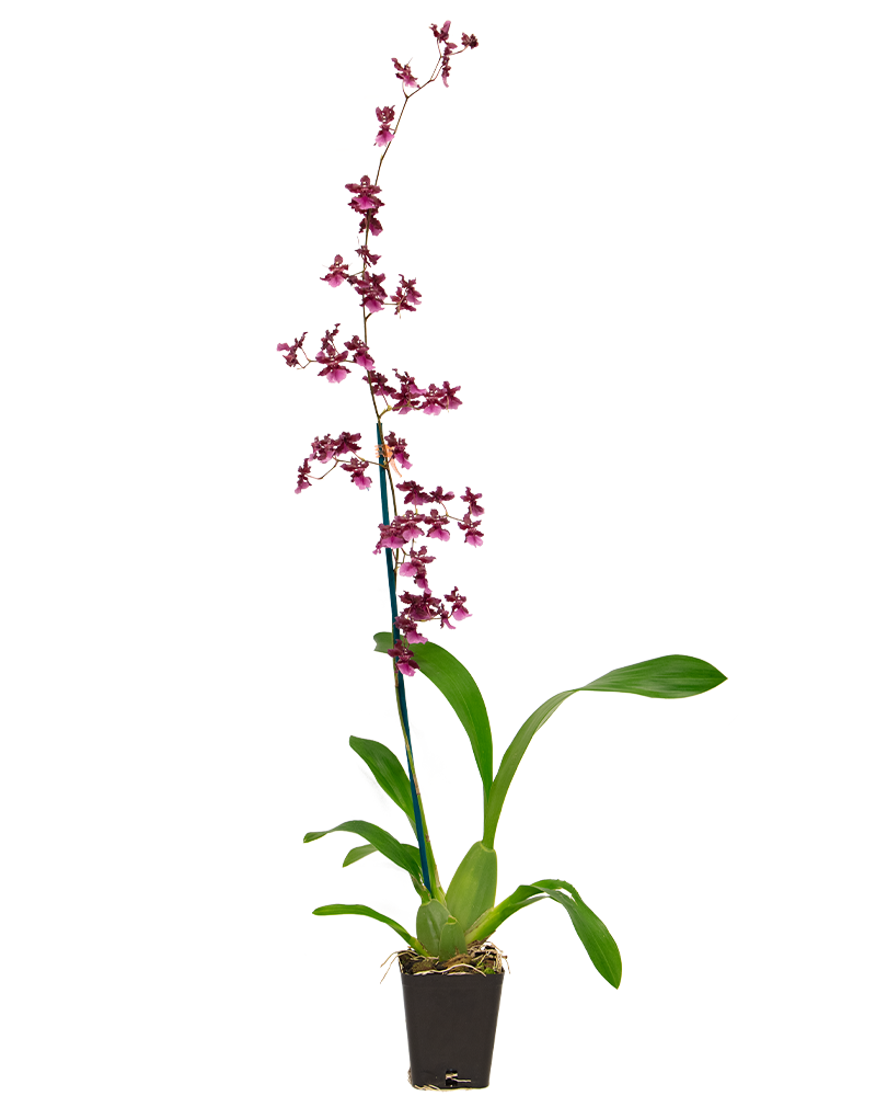 Orchid Oncidium 4\"