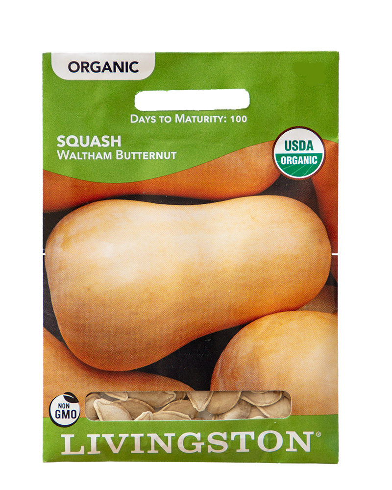 Squash Waltham Butternut Organic