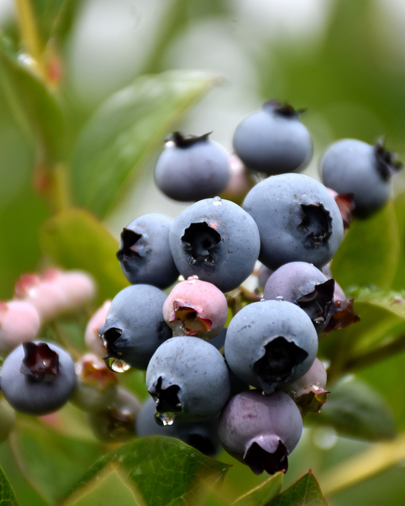 Patriot Blueberry #1<br><i>Vaccinium corymbosum 'Patriot'</br></i>