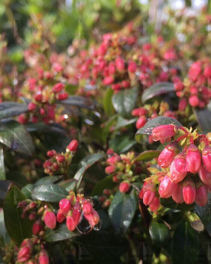 BerryBux® Compact Blueberry #1<br><i>Vaccinium Bushel & Berry® BerryBux®</br></i>