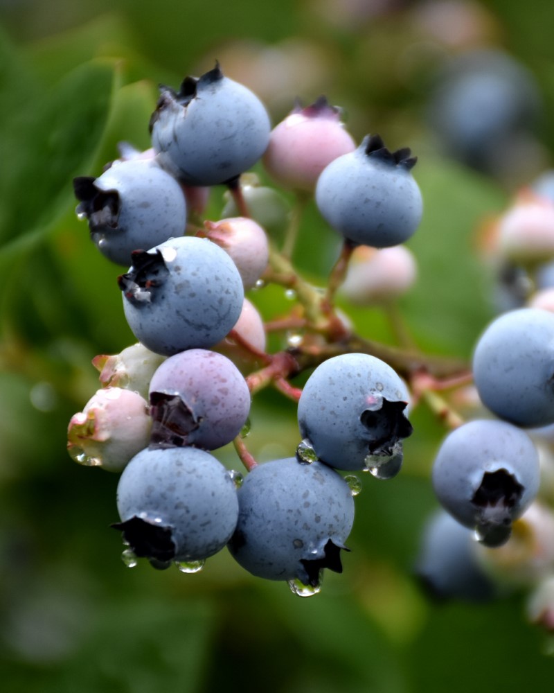 Bluecrop Blueberry #5<br><i>Vaccinium corymbosum 'Bluecrop'</br></i>