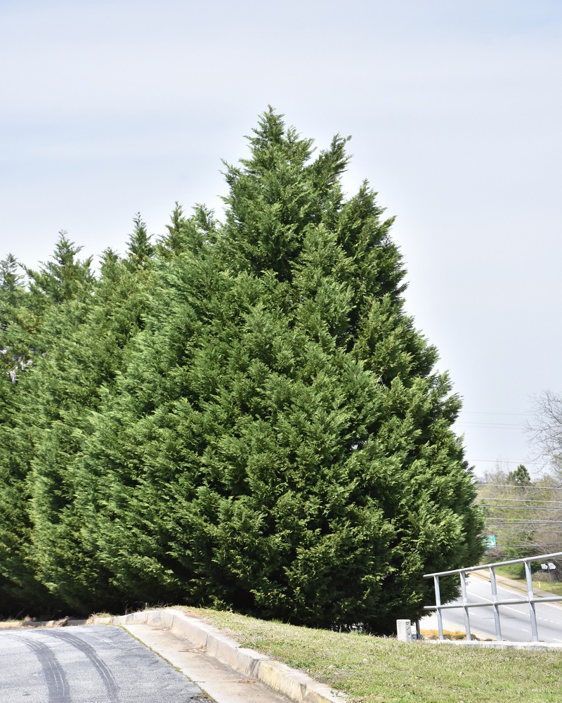 Leyland Cypress #15<br><i>Cupressocyparis x leylandii</br></i>