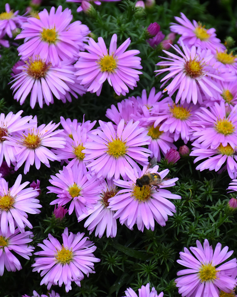 Woods Pink Aster #1<br><i>Symphyotrichum 'Woods Pink'</br></i>
