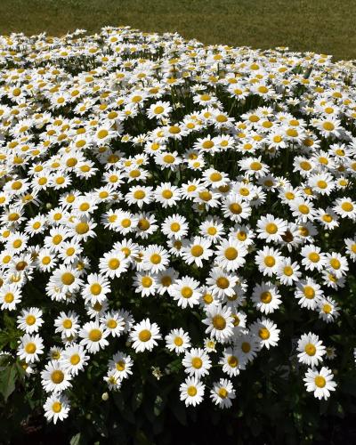 Becky Shasta Daisy #1<br><i>Leucanthemum x superbum Becky</br></i>