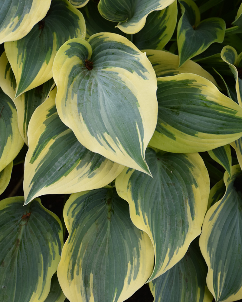 First Frost Hosta #1<br><i>Hosta 'First Frost'</br></i>