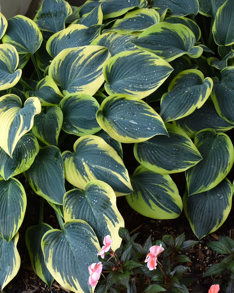 First Frost Hosta #1<br><i>Hosta \'First Frost\'</br></i>
