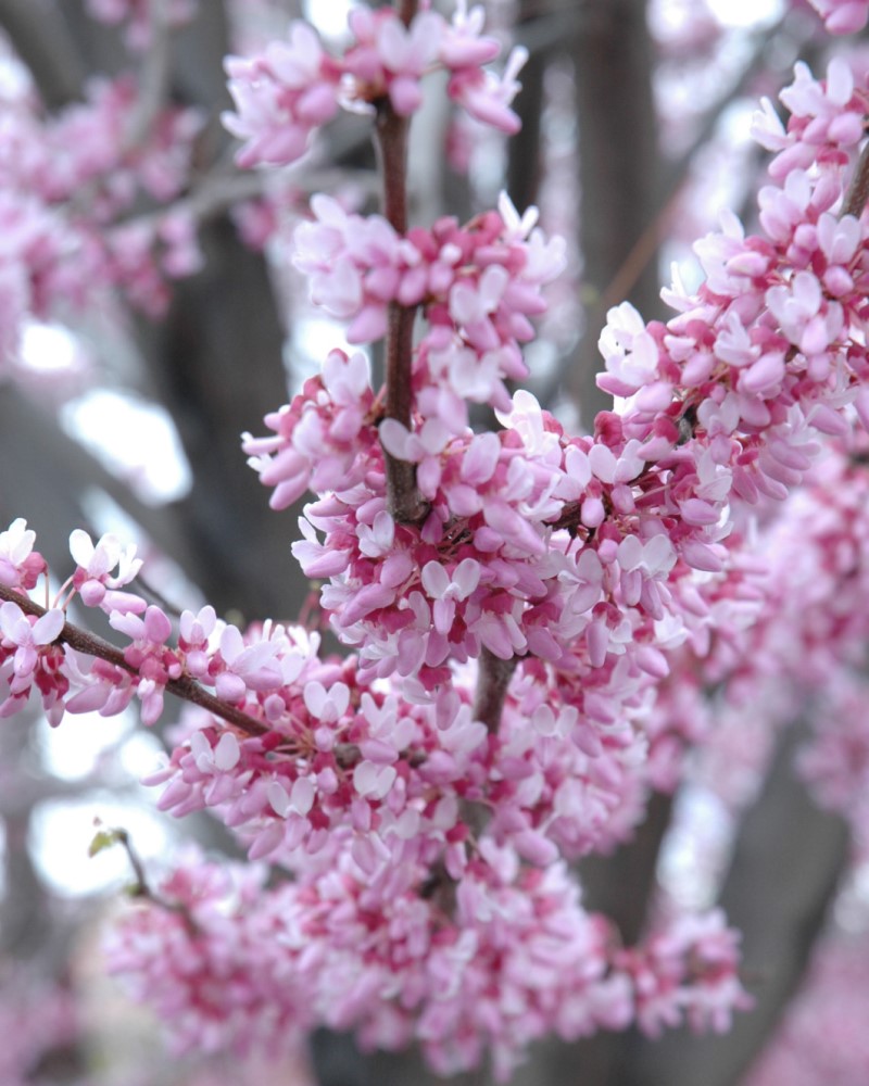 Eastern Redbud (tree form) #15<br><i>Cercis canadensis (tree form)</br></i>