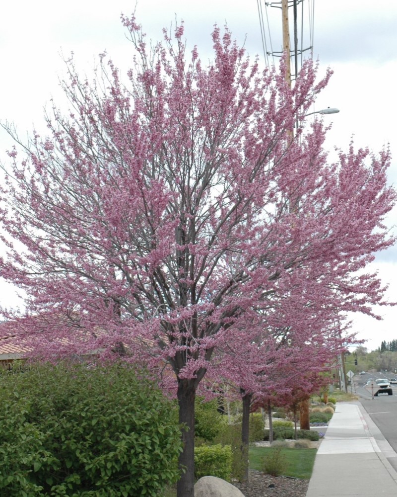 Eastern Redbud (tree form) #15<br><i>Cercis canadensis (tree form)</br></i>