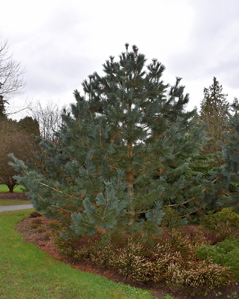 Vanderwolf's Pyramid Pine #15<br><i>Pinus flexilis Vanderwolf's Pyramid</br></i>