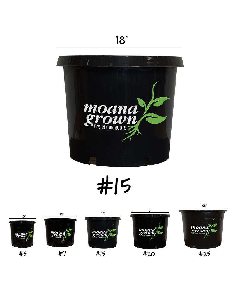 October Glory Red Maple #15<br><i>Acer rubrum October Glory</br></i>