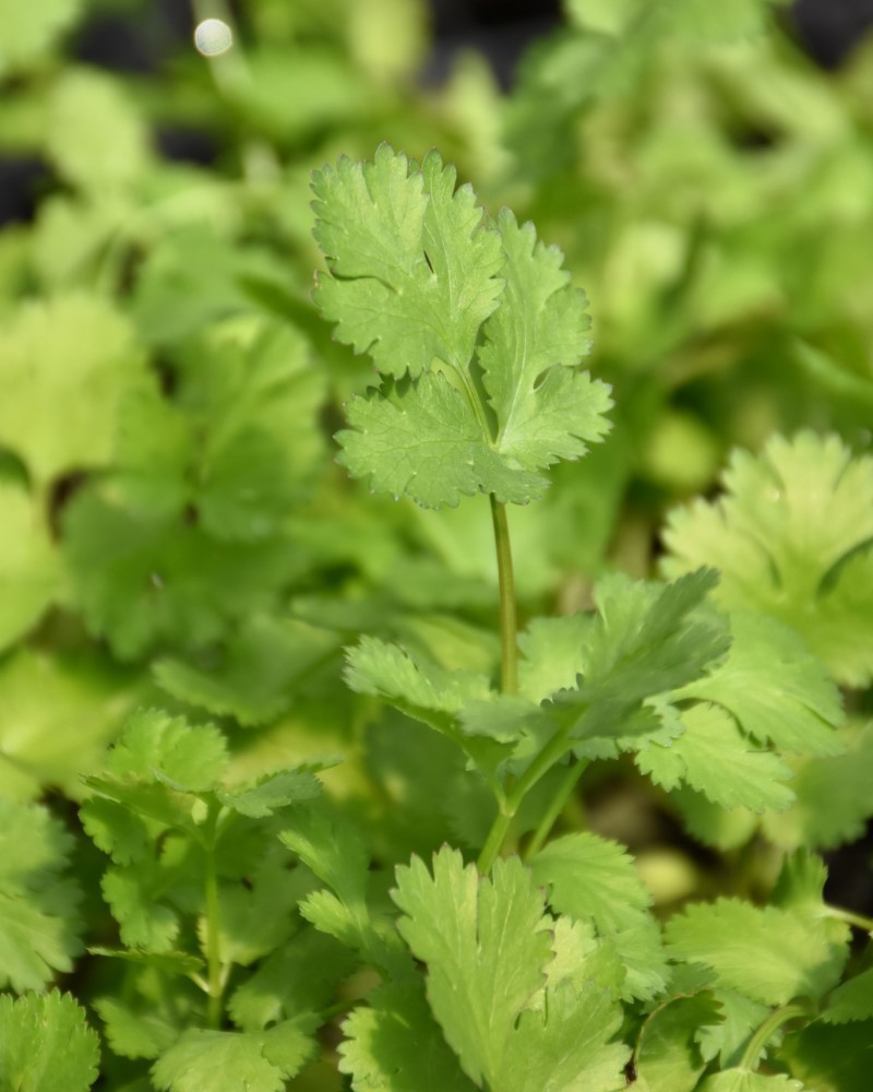 Cilantro Santo 6 Pack