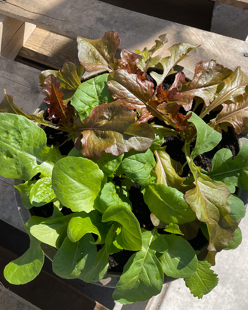 Lettuce Bowl Medley 12\"