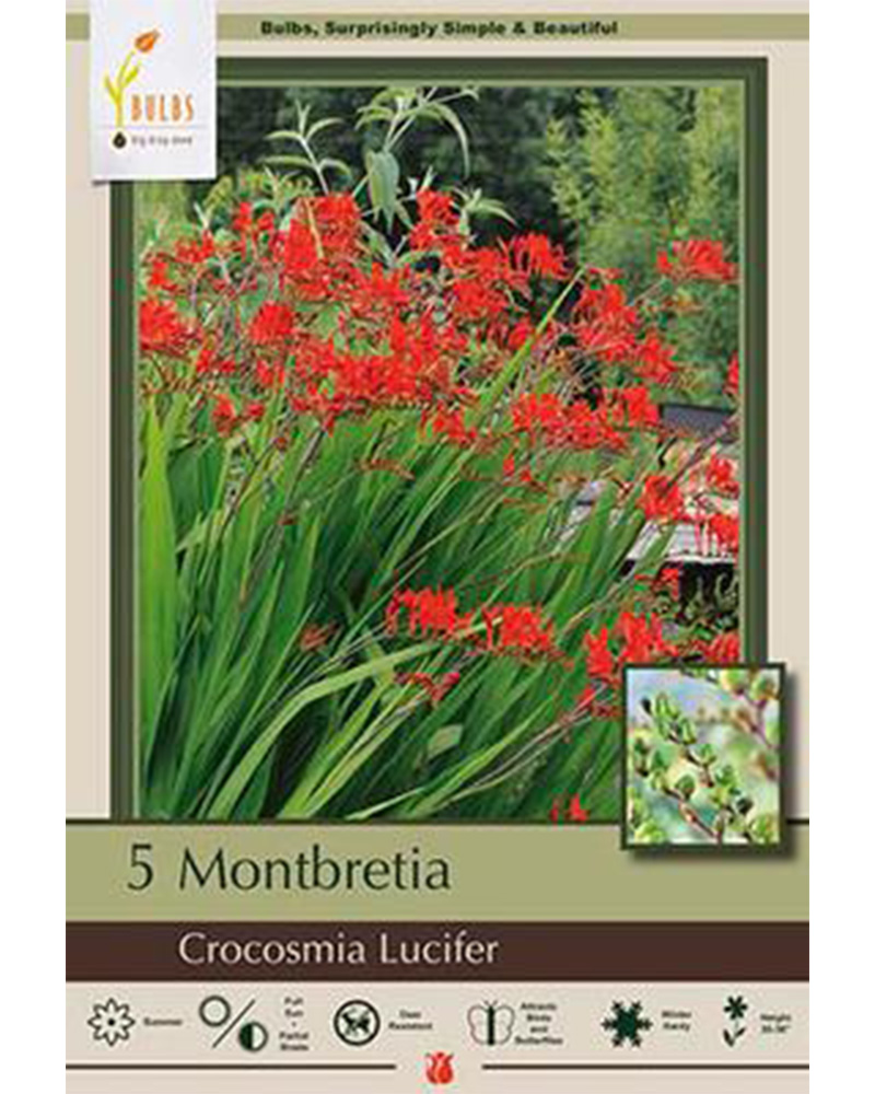 Crocosmia Lucifer