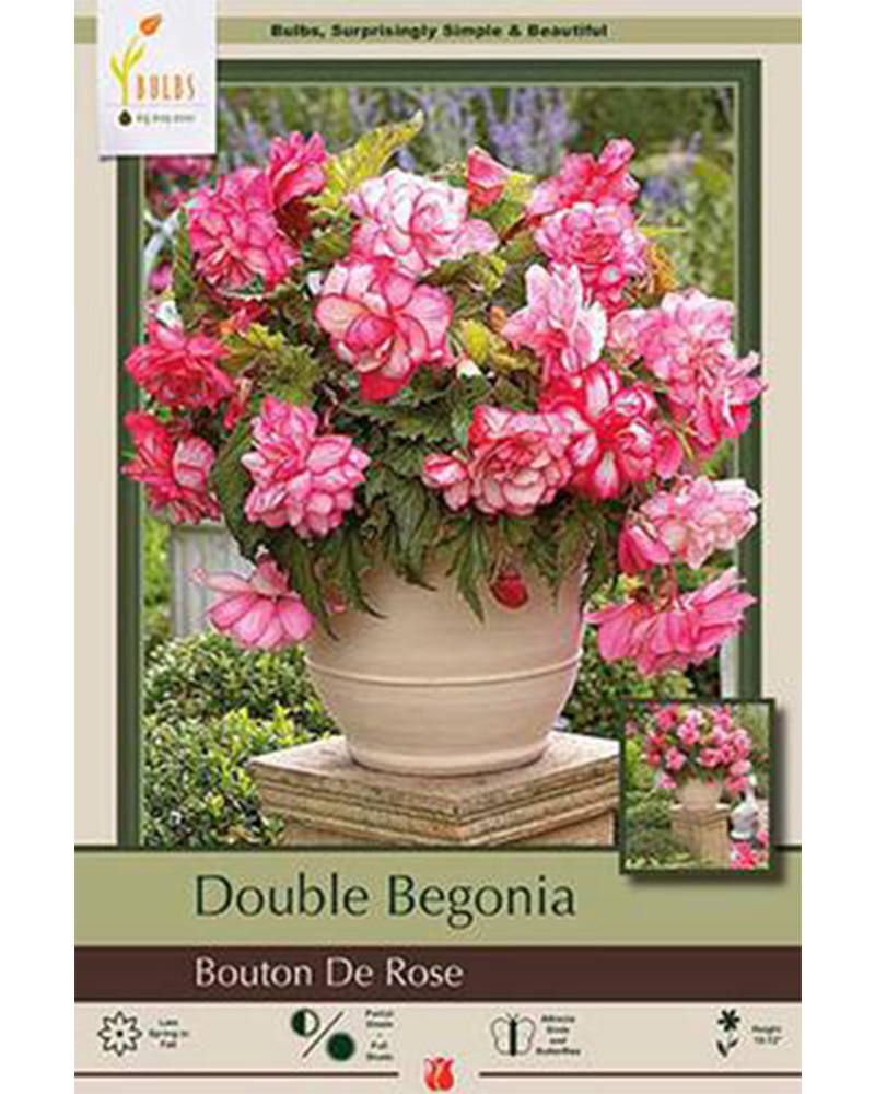 Begonia Bouton De Rose