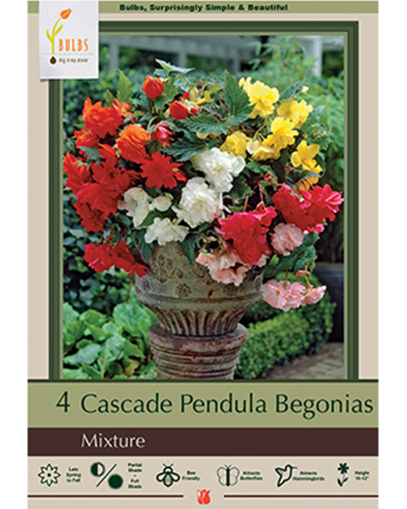 Begonia Cascade Pendula Mix