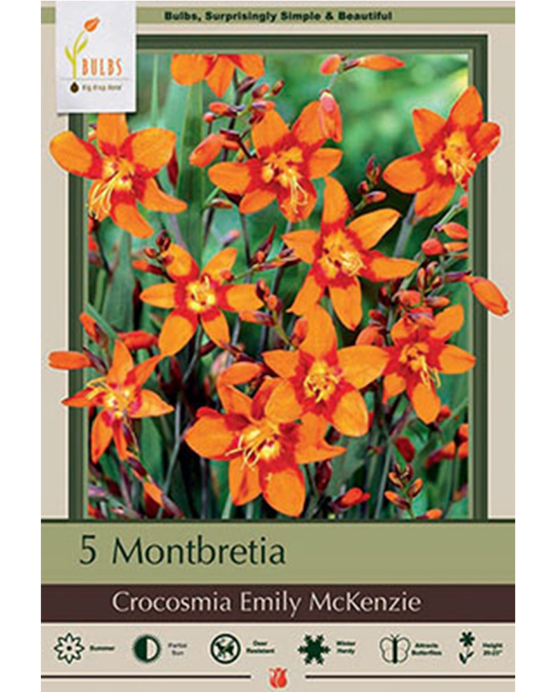 Crocosmia Emily McKenzie