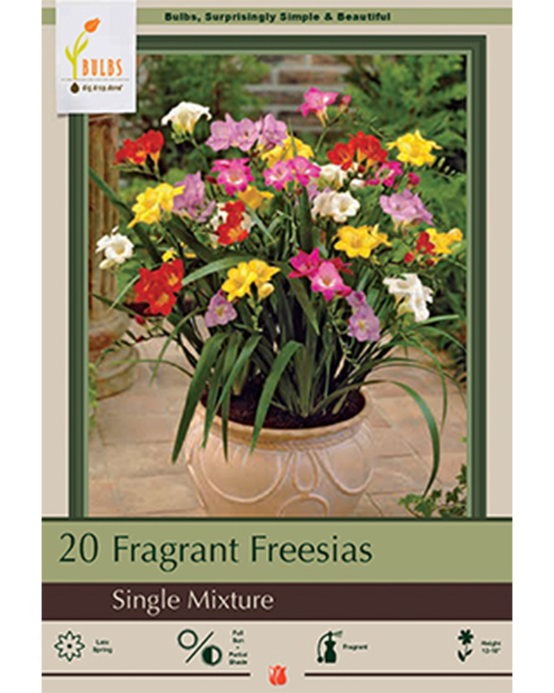 Freesia Single Mixture