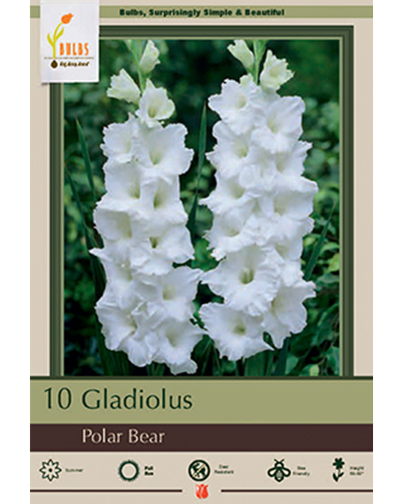 Gladiolus Polar Bear