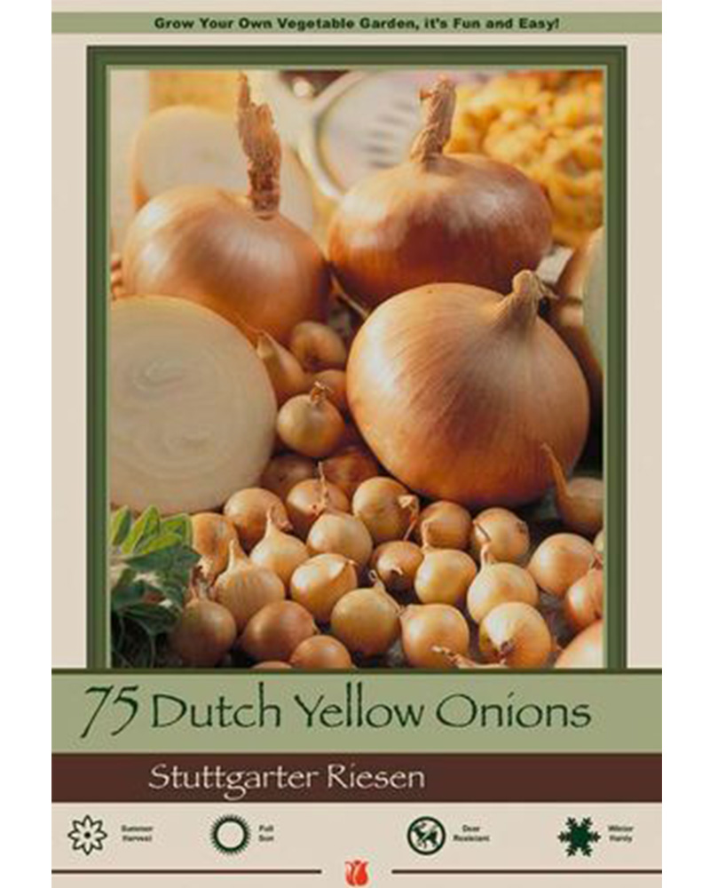 Dutch Onion Stuttgarter Yellow